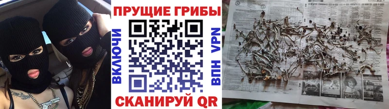 Купить закладки  Цоци-Юрт  Псилоцибиновые грибы GOLDEN TEACHER 